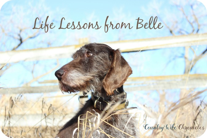 life lessons from Belle at Country Wife Chronicles